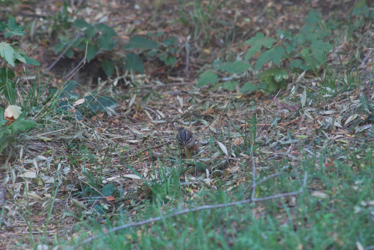Rufous-collared Sparrow - ML577548661
