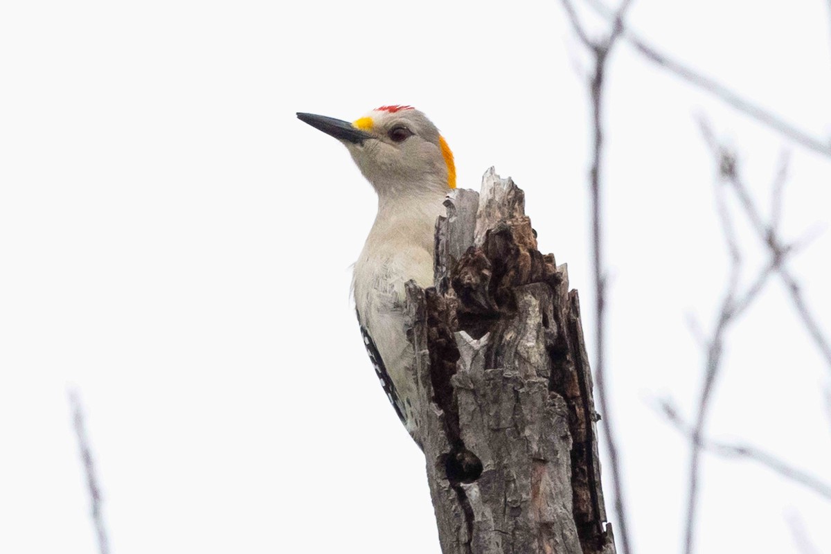 Golden-fronted Woodpecker (Northern) - Linda Rudolph