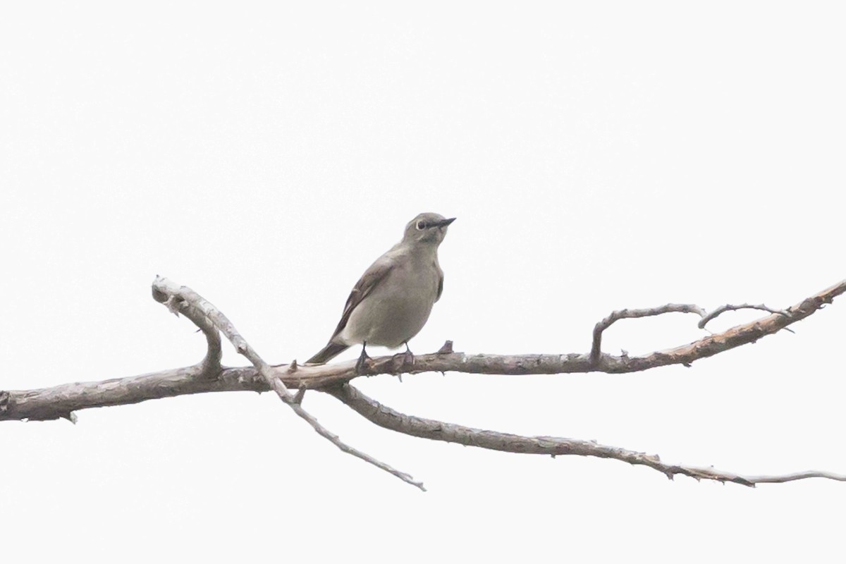 Townsend's Solitaire - Linda Rudolph