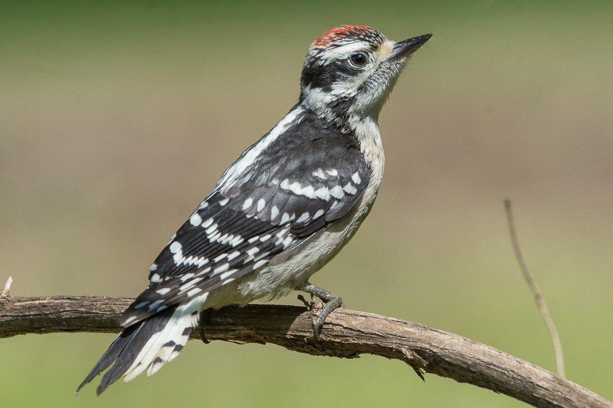 Downy Woodpecker - ML577553151