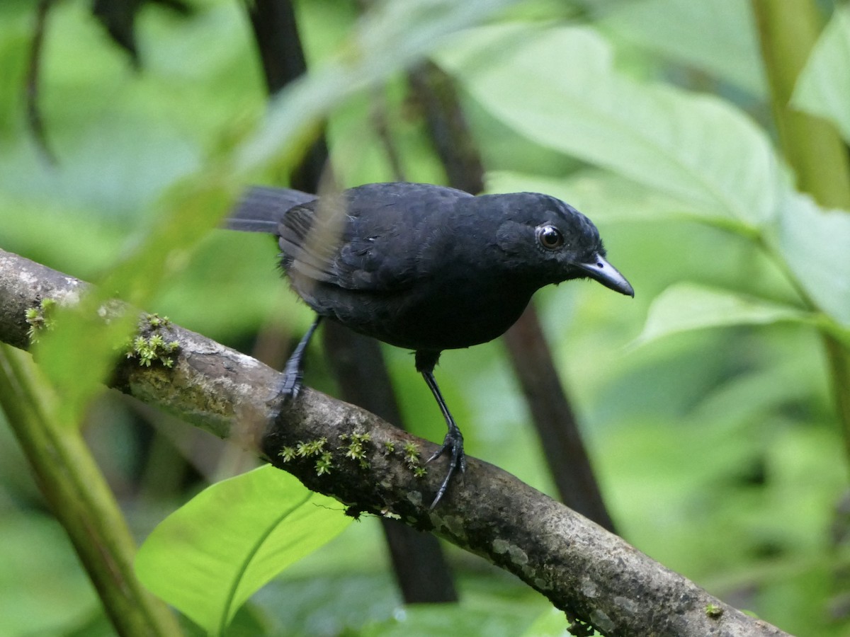 Stub-tailed Antbird - Peter Kaestner
