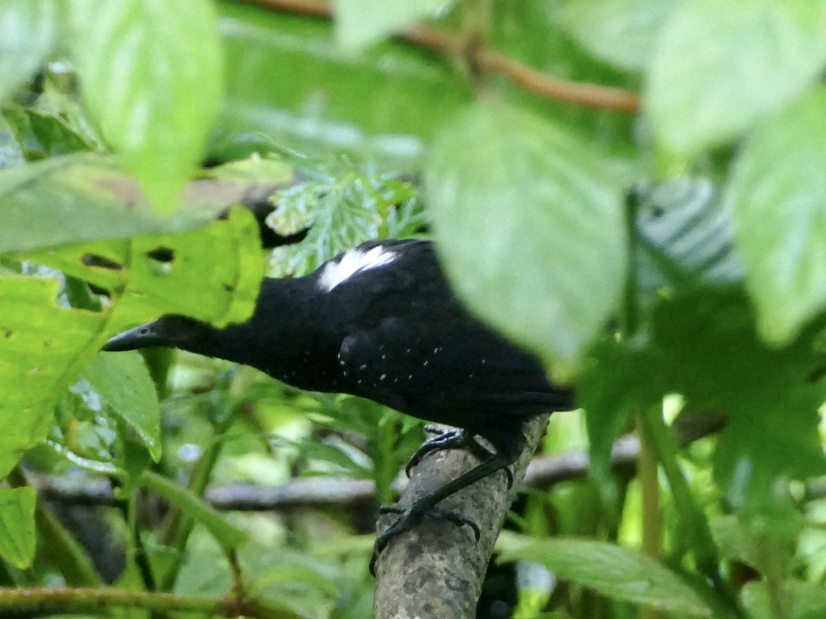 Stub-tailed Antbird - ML577557031
