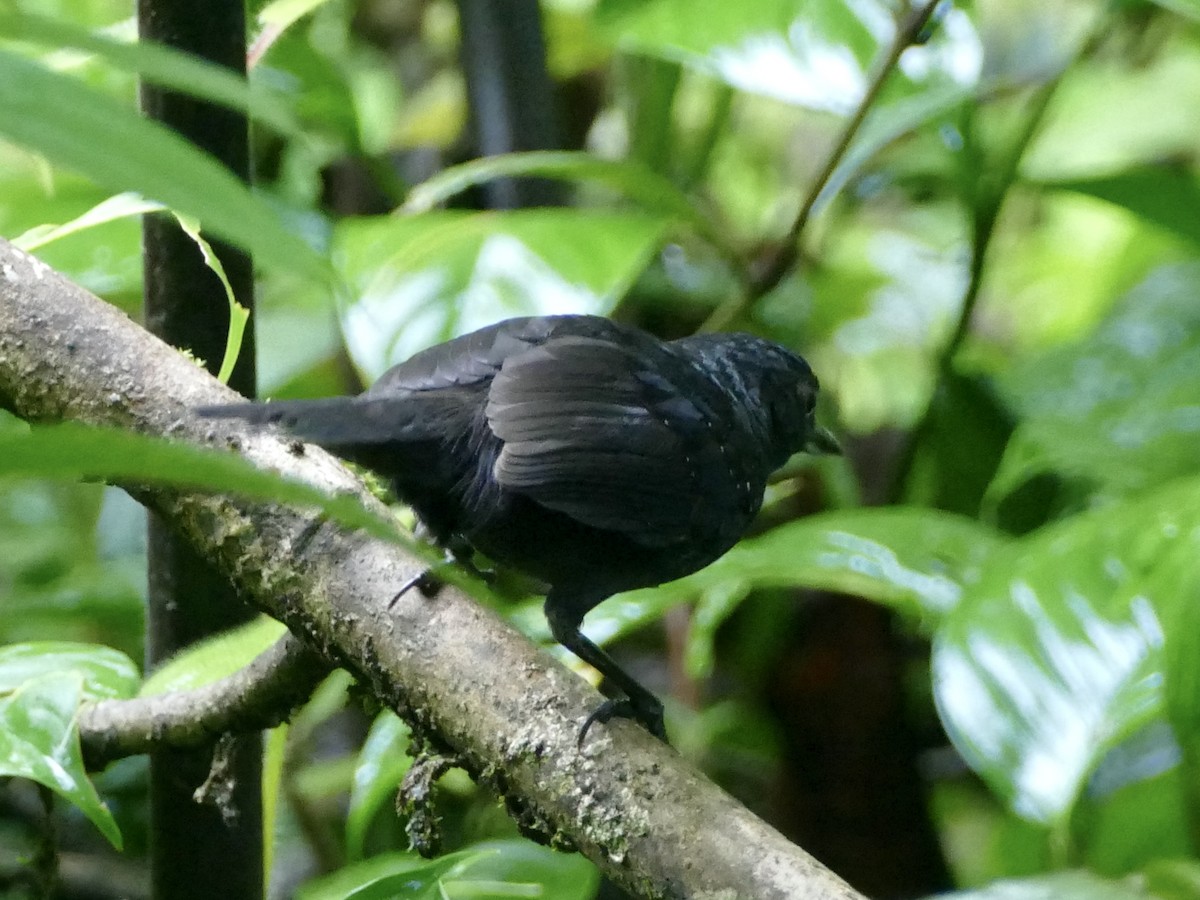 Stub-tailed Antbird - ML577557041