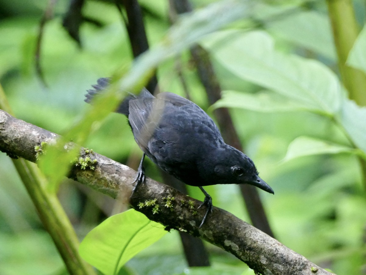 Stub-tailed Antbird - ML577557051