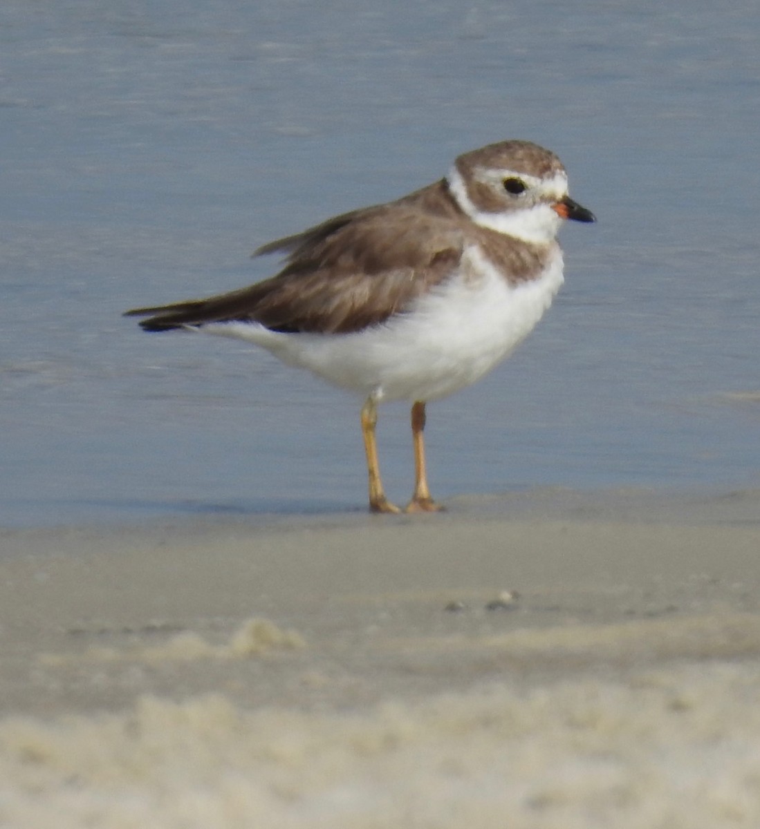 Semipalmated Plover - ML577562861