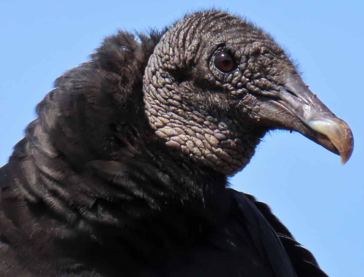 Black Vulture - ML577564011
