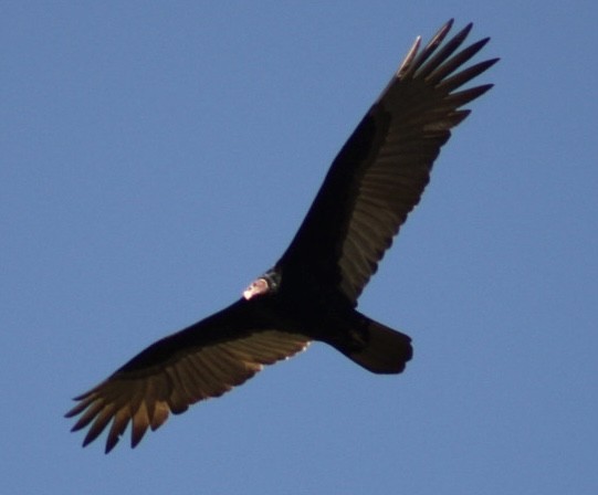 Turkey Vulture - Janaina Souza
