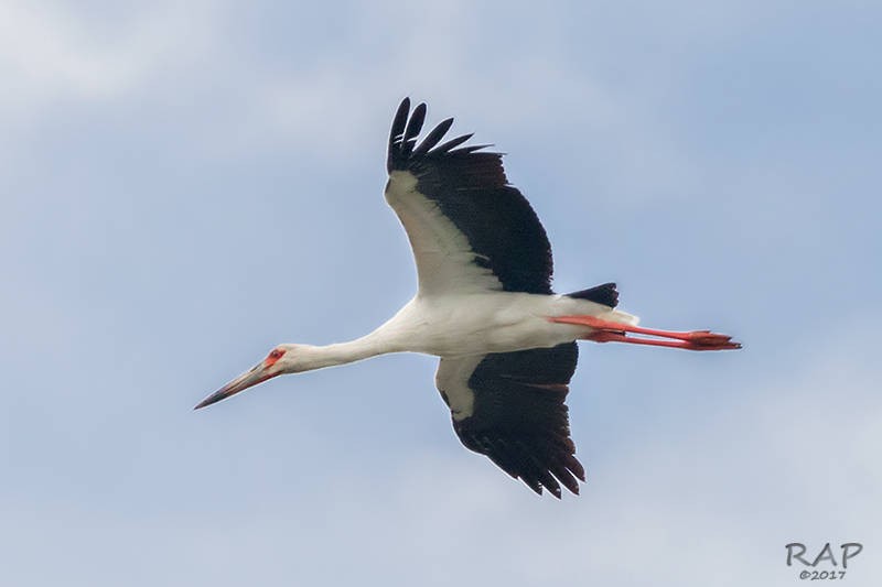 Maguari Stork - Ricardo A.  Palonsky