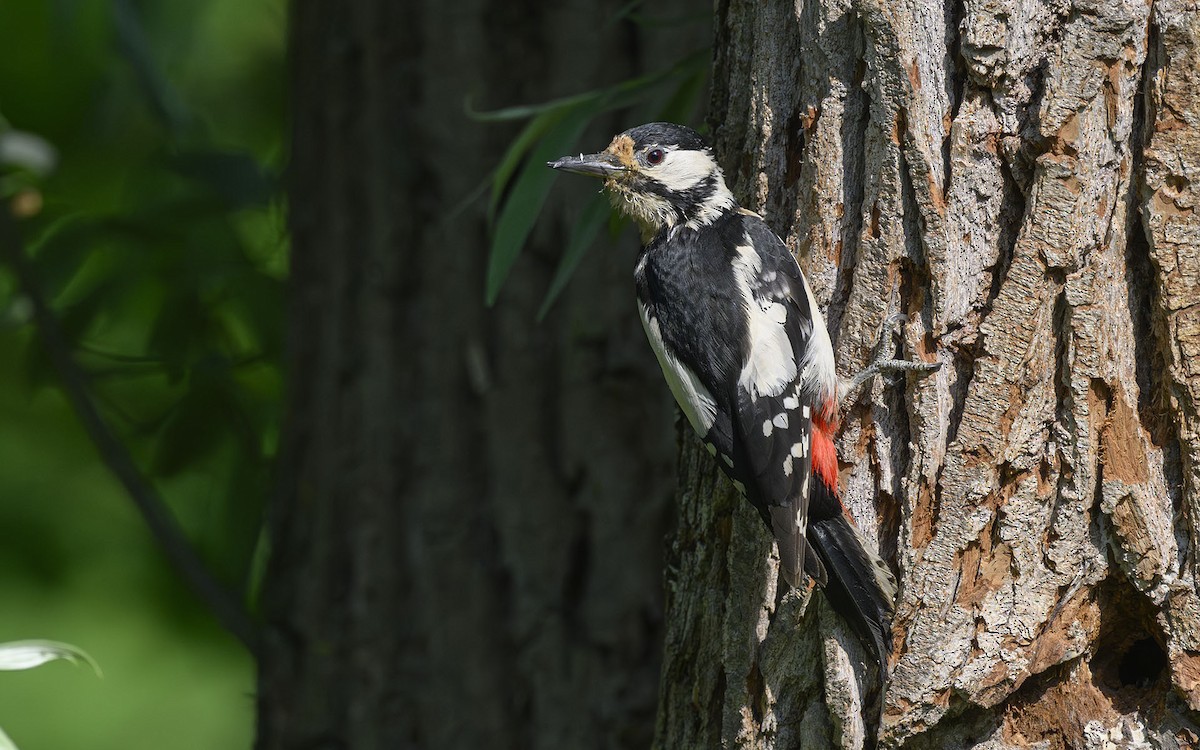 Great Spotted Woodpecker (Great Spotted) - Sin-Syue Li