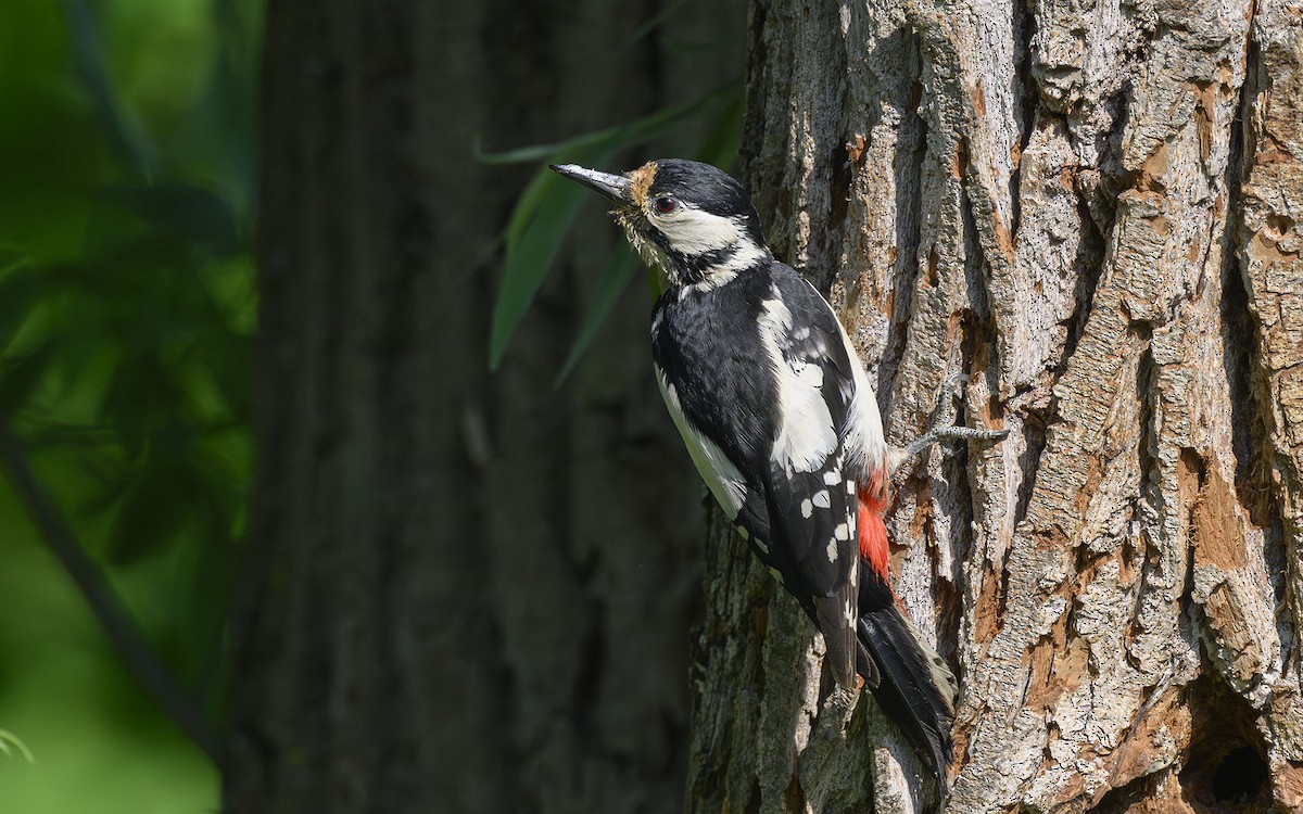 Great Spotted Woodpecker (Great Spotted) - Sin-Syue Li
