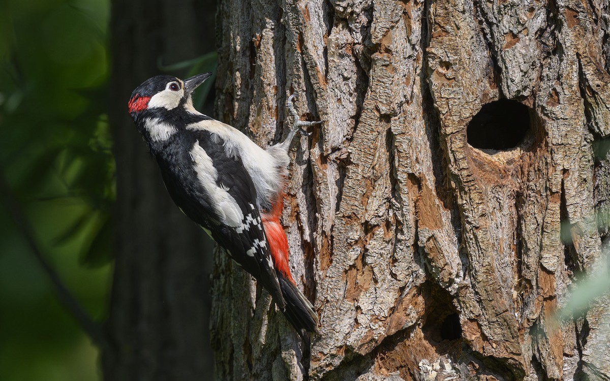 Great Spotted Woodpecker (Great Spotted) - ML577580041