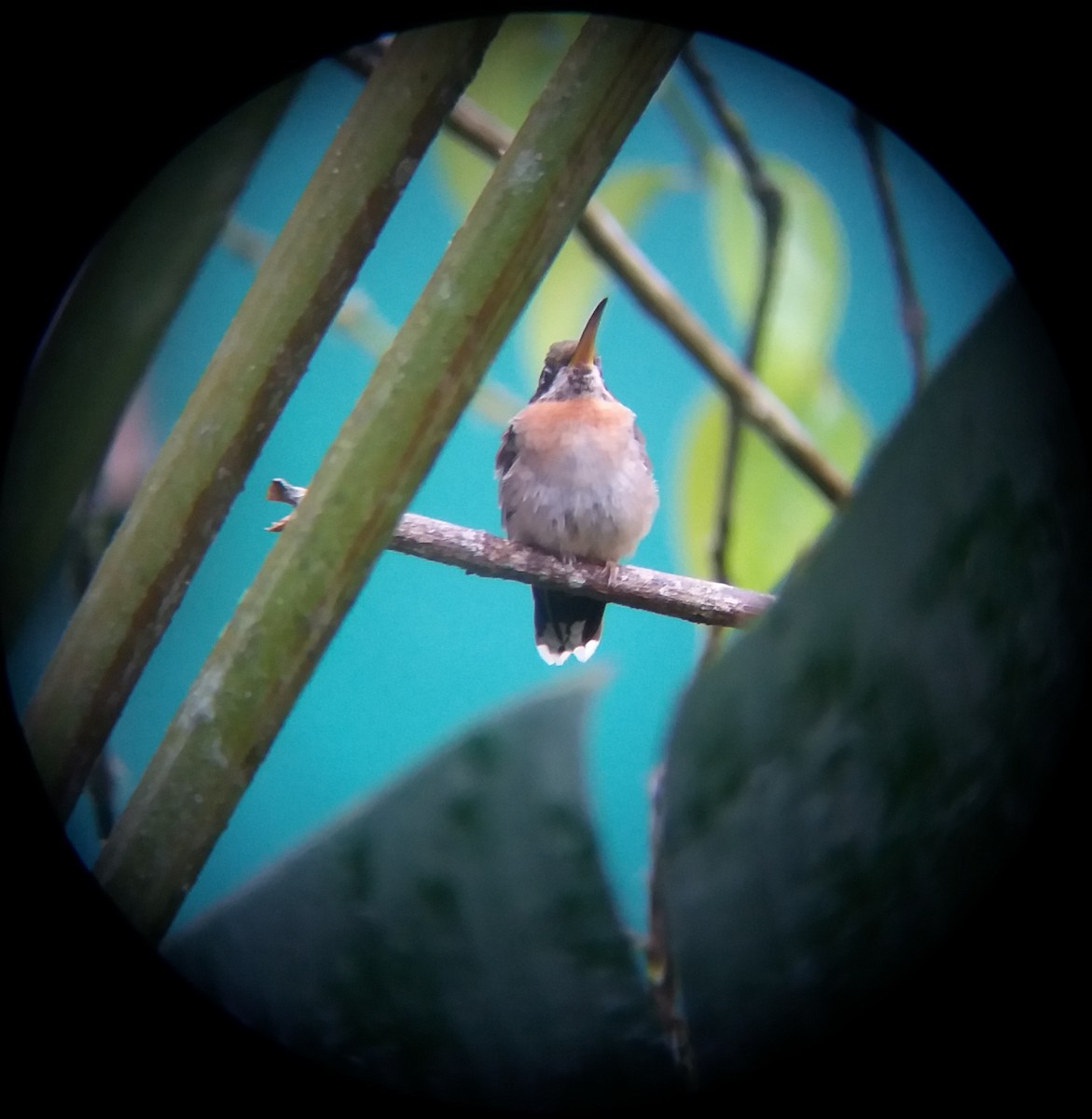 Полосатохвостый колибри-отшельник - ML577582691
