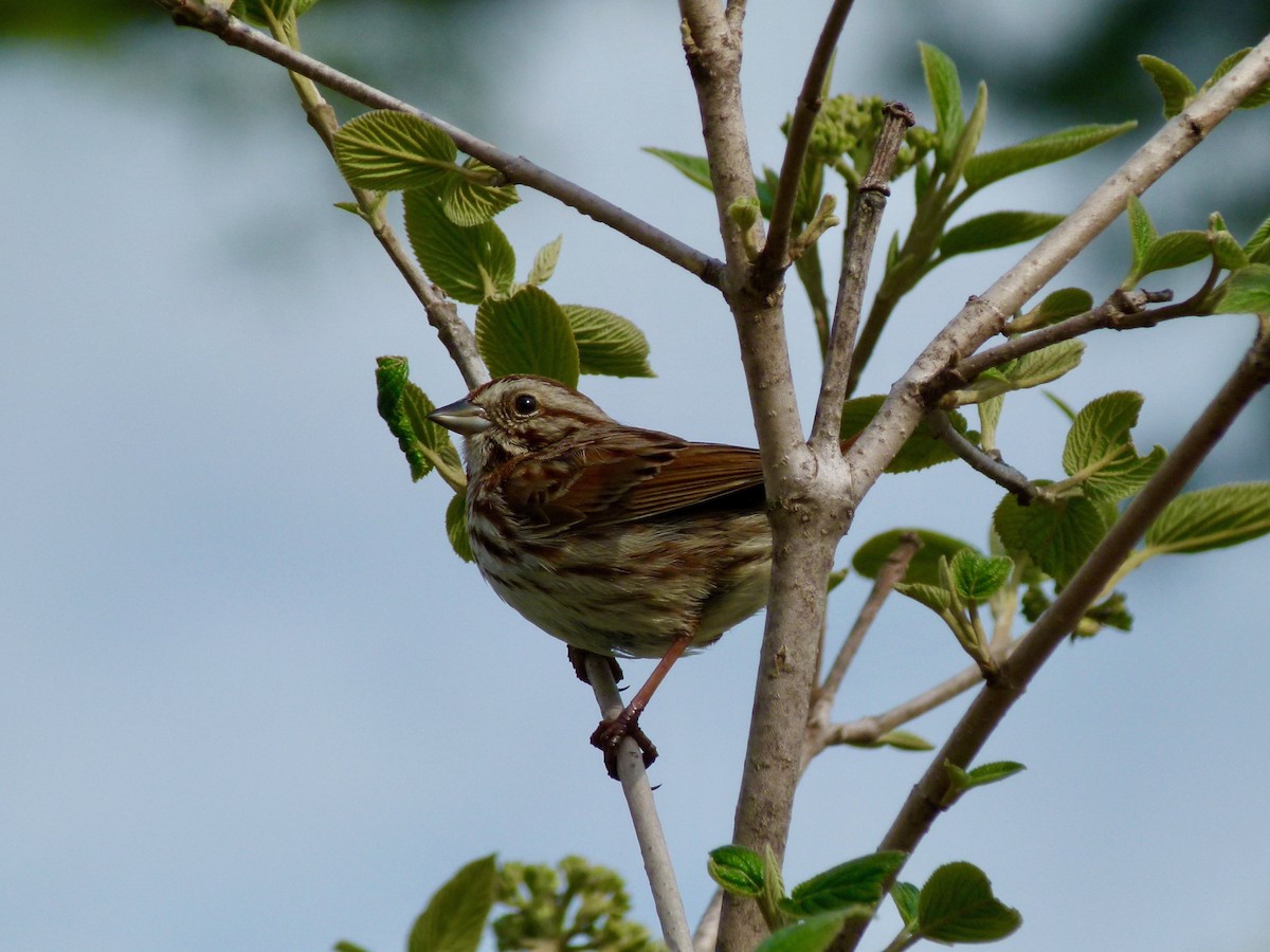 Song Sparrow - Ross Bowie