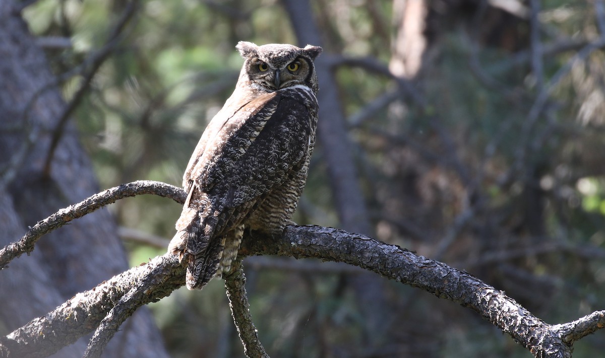 Great Horned Owl - ML577586911