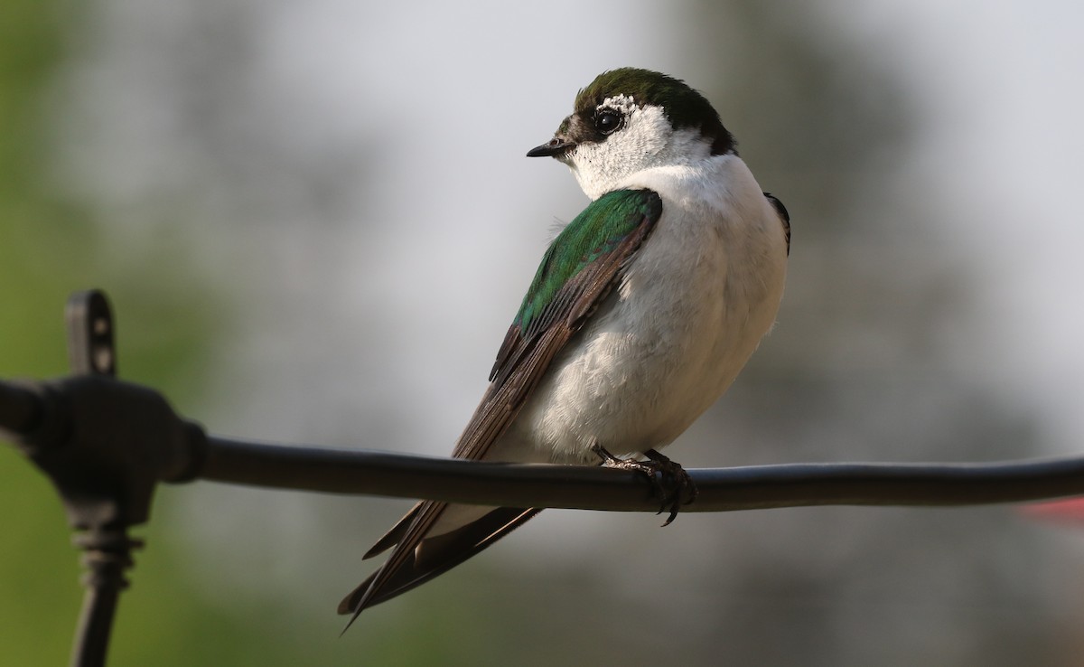 Violet-green Swallow - ML577587551