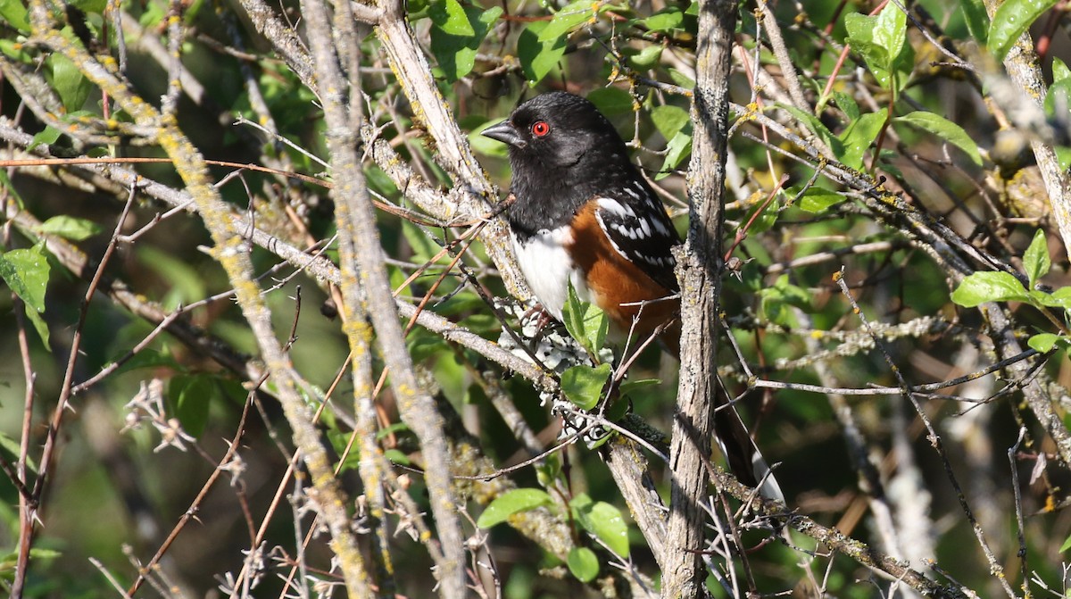 Spotted Towhee - ML577588261