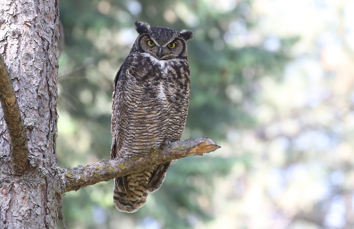 Great Horned Owl - ML577590691