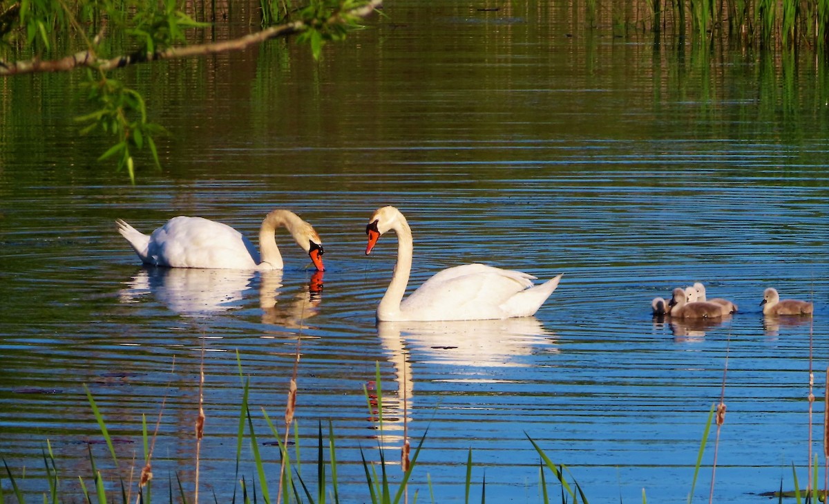 eBird Checklist - 26 May 2023 - Presqu'ile Provincial Park (general ...