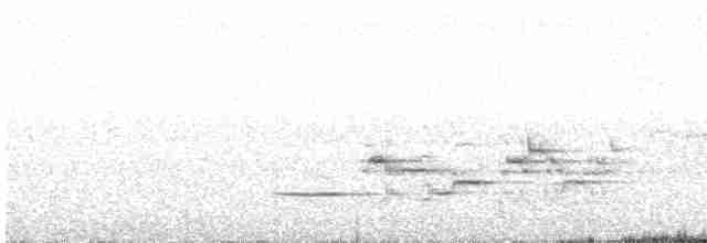 Hermit Thrush (faxoni/crymophilus) - ML577594271