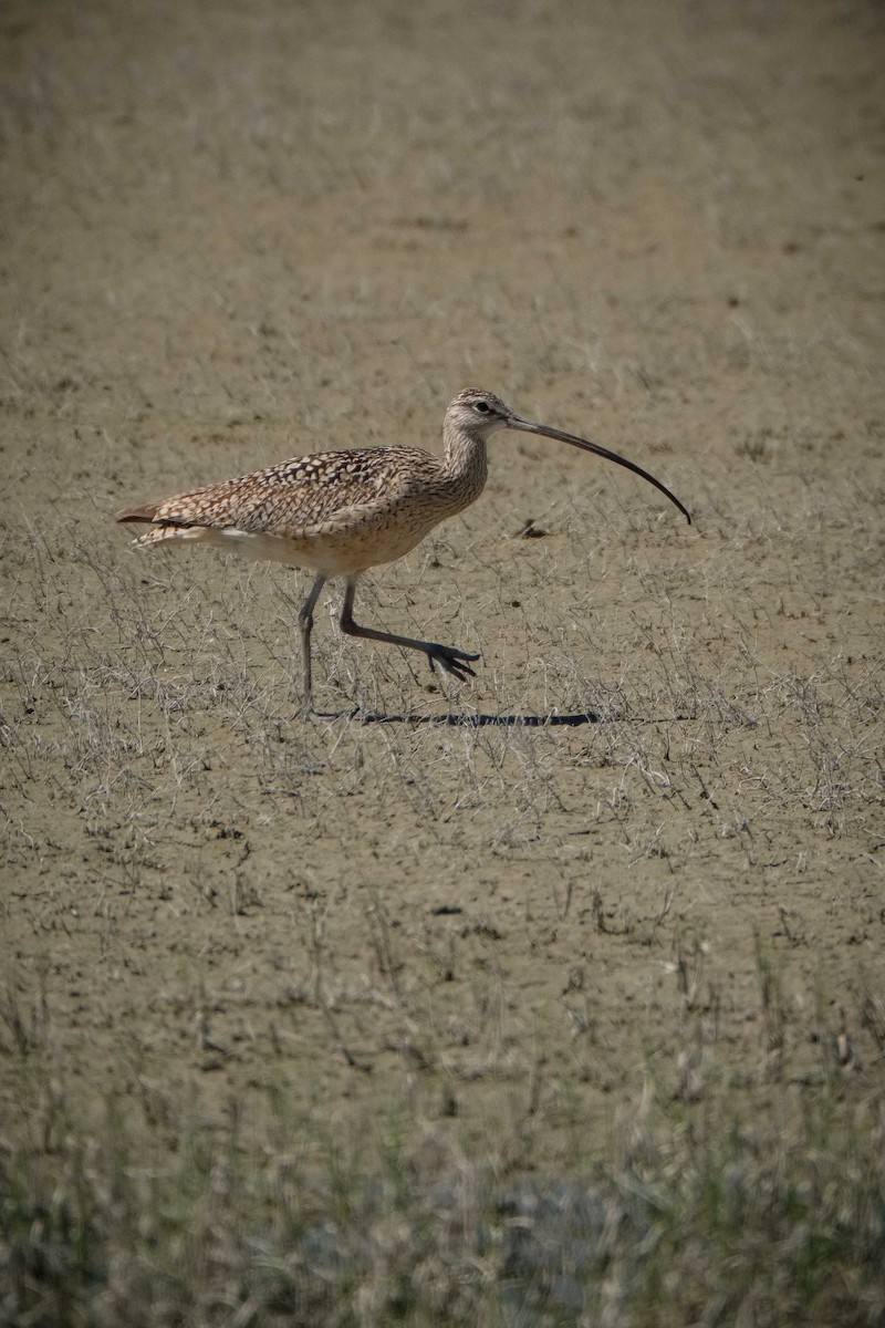 Long-billed Curlew - ML57759441