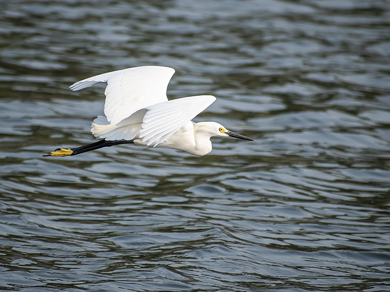 Snowy Egret - Maynor Ovando