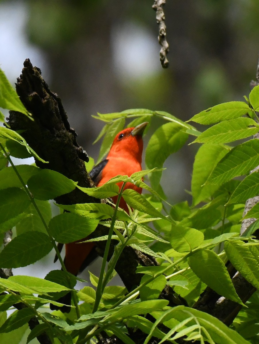 Scarlet Tanager - ML577596111