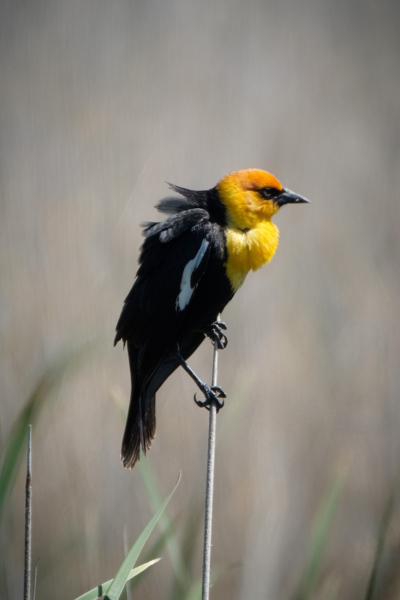 Yellow-headed Blackbird - ML57759661