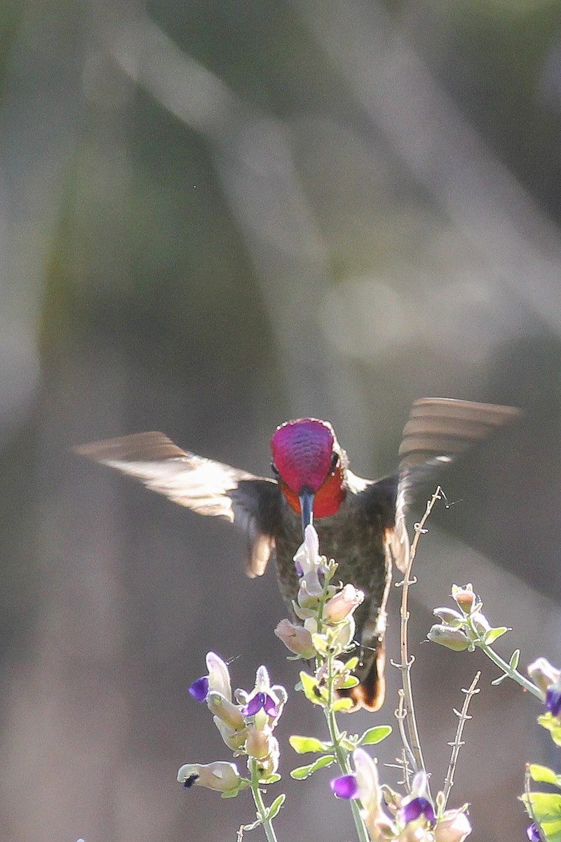 Anna's Hummingbird - ML577596951