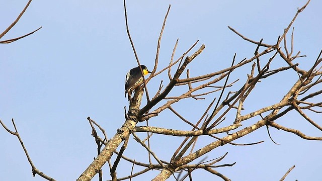 Yellow-fronted Woodpecker - ML577599311