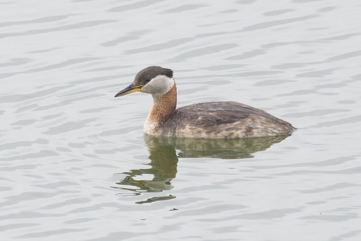 Red-necked Grebe - ML577599711