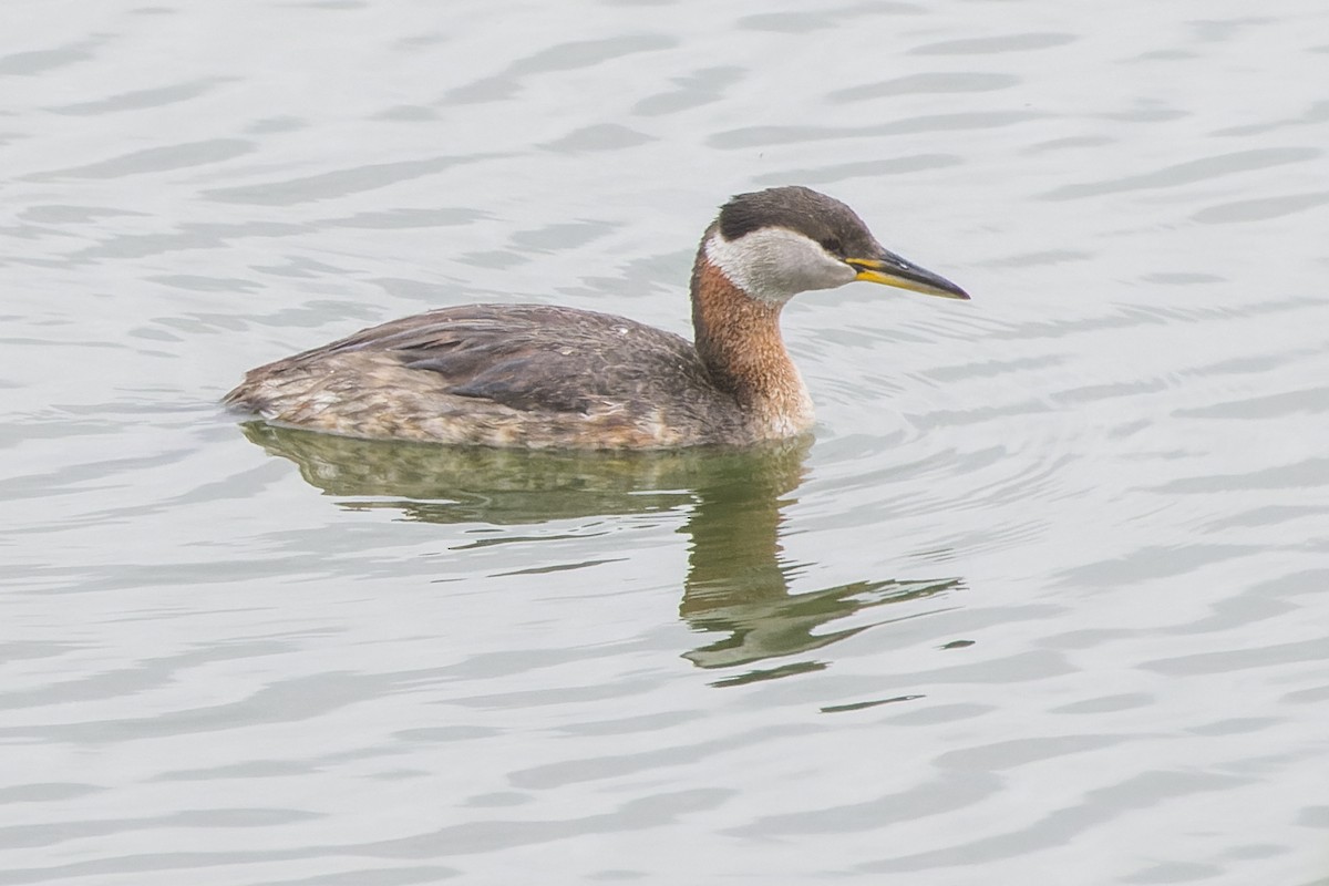 Red-necked Grebe - ML577599731