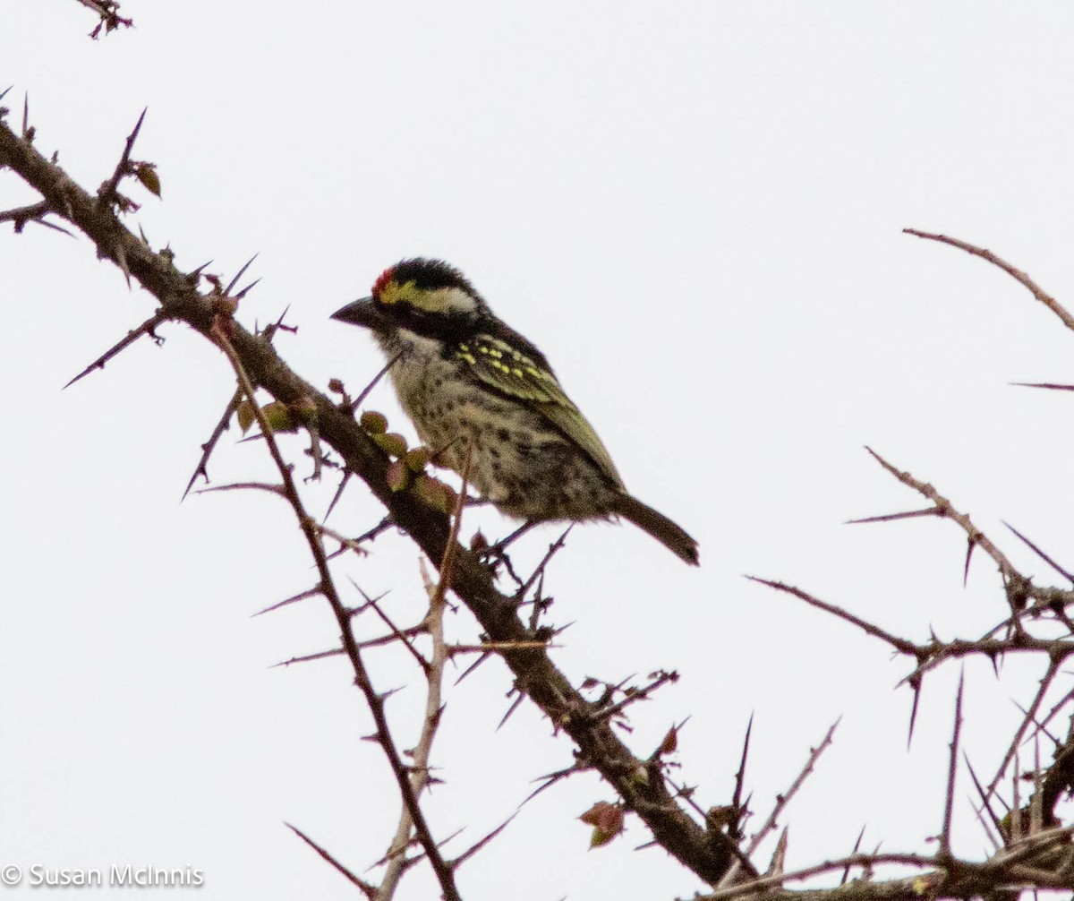 Red-fronted Barbet - ML577601131