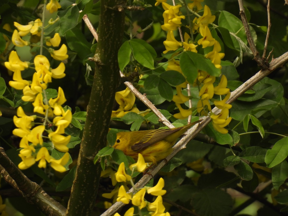 Yellow Warbler - ML577603501