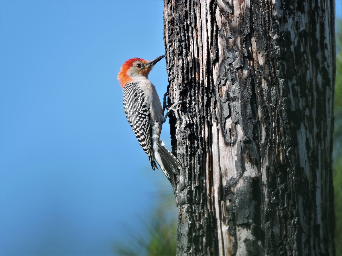 Red-bellied Woodpecker - ML57760751