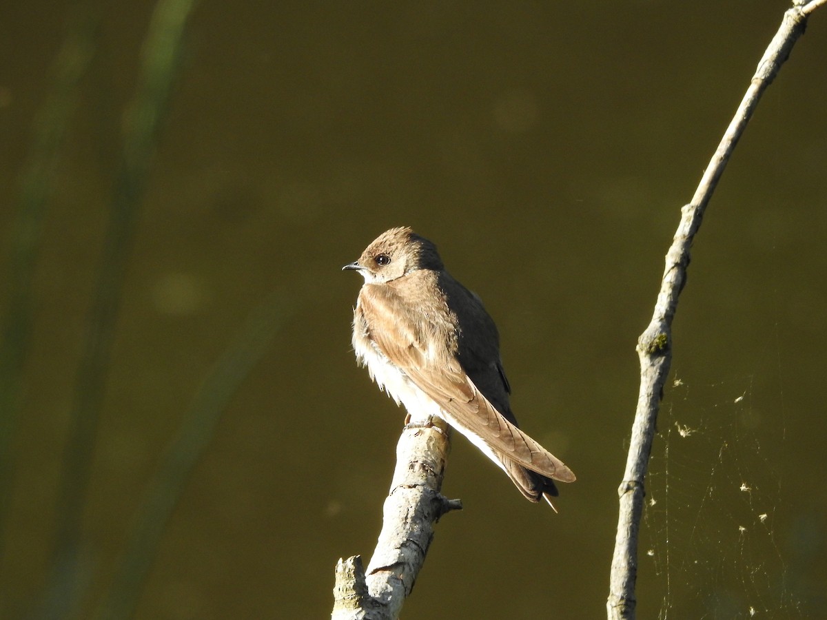 Northern Rough-winged Swallow - ML577607531