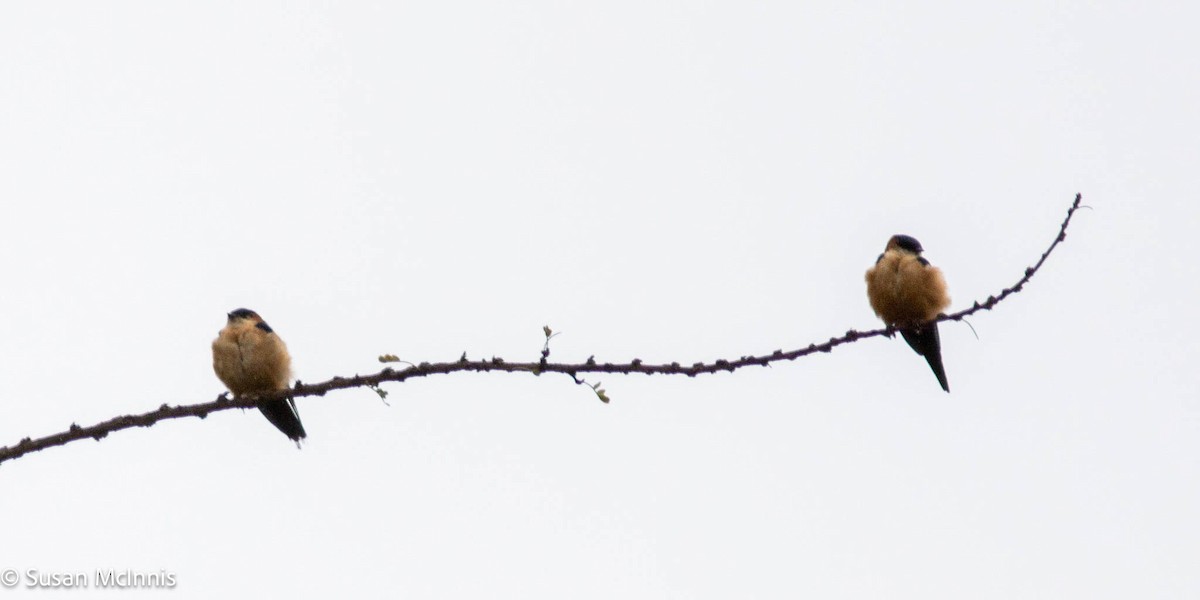 Red-rumped Swallow - ML577607641