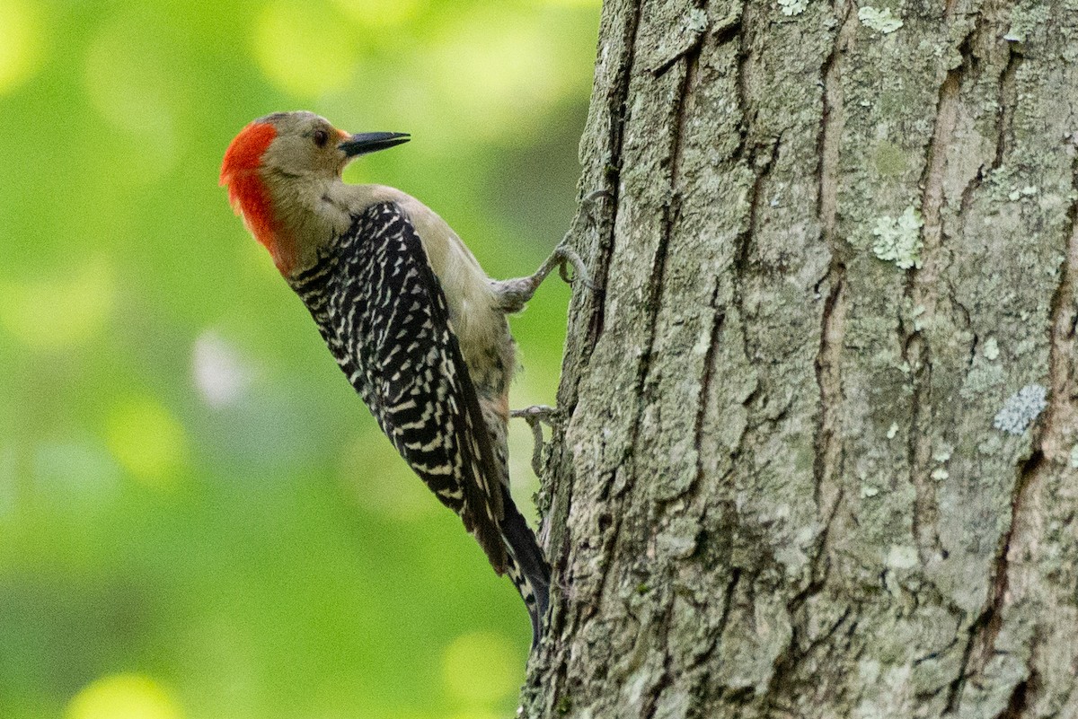 Red-bellied Woodpecker - ML577608911
