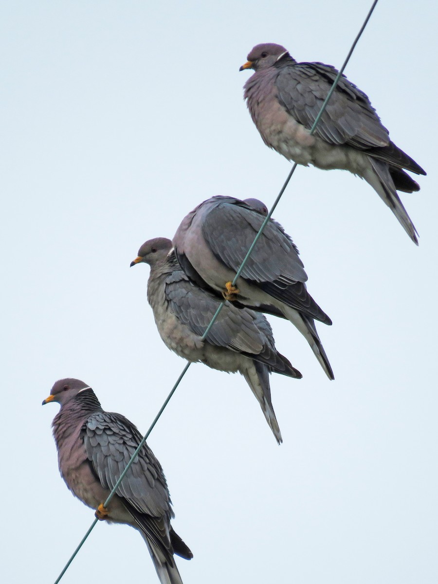Band-tailed Pigeon - Gena Zolotar