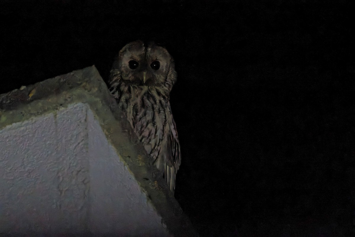 Tawny Owl - ML577609981