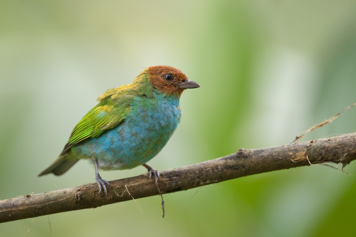 Bay-headed Tanager - ML577615931