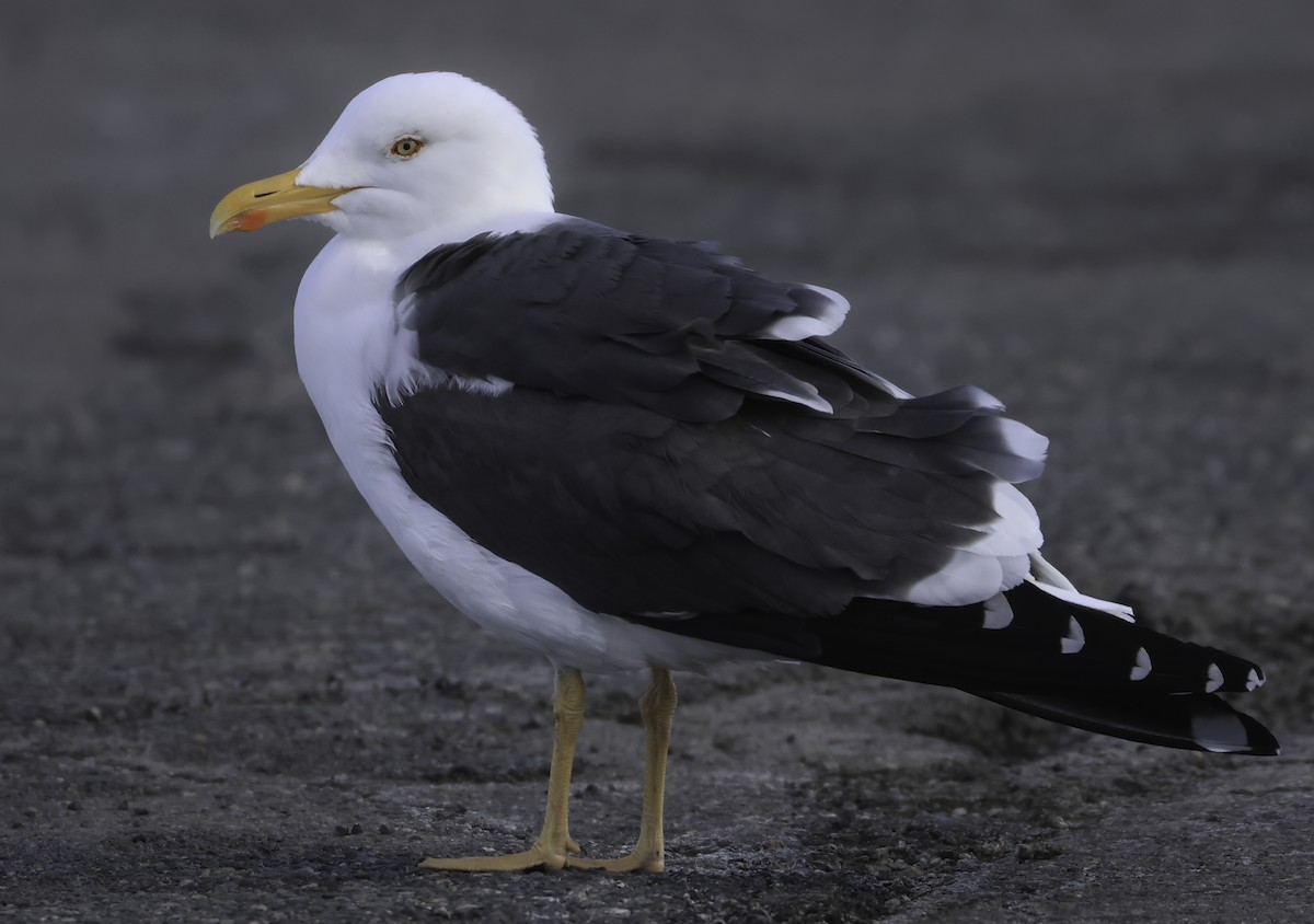 Lesser Black-backed Gull - ML577616361