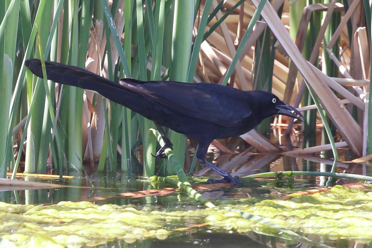 Great-tailed Grackle - ML577616561