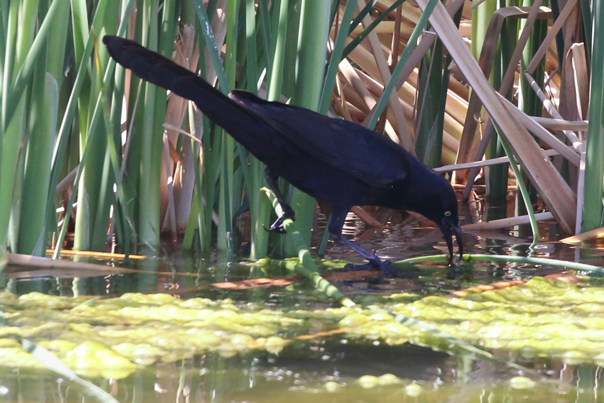 Great-tailed Grackle - ML577616571