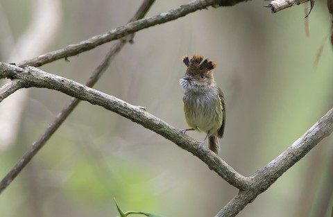 Scale-crested Pygmy-tyrant