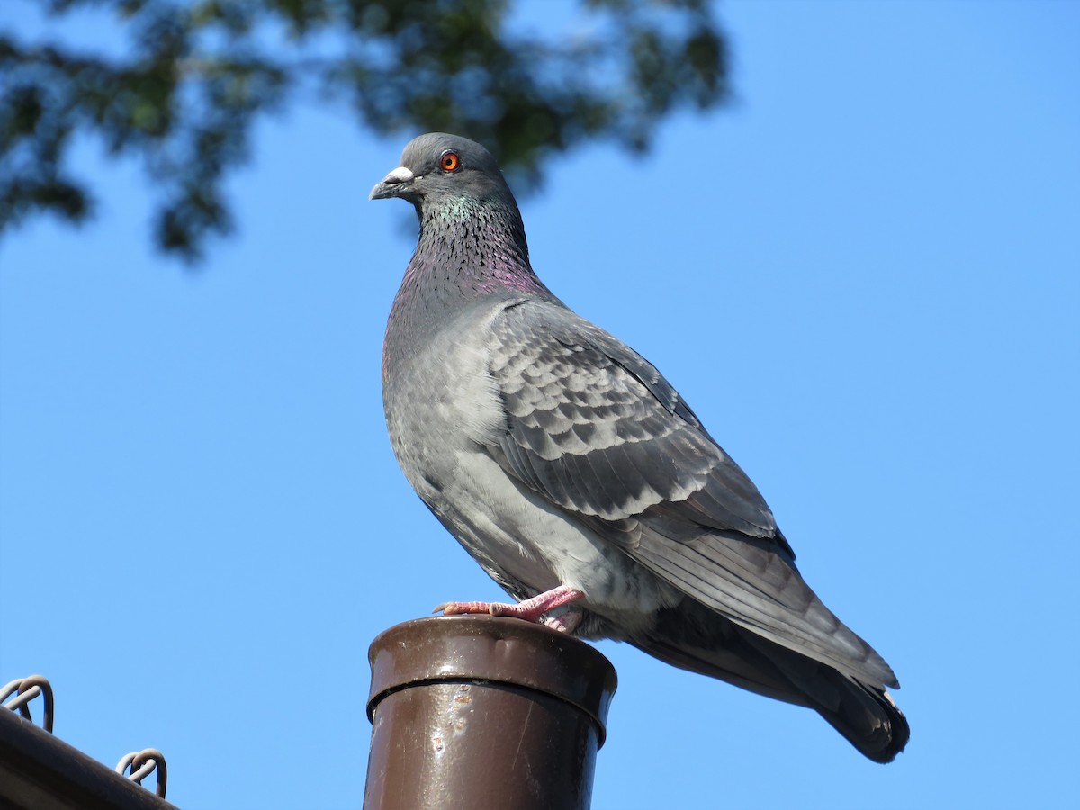 Rock Pigeon (Feral Pigeon) - David Poortinga