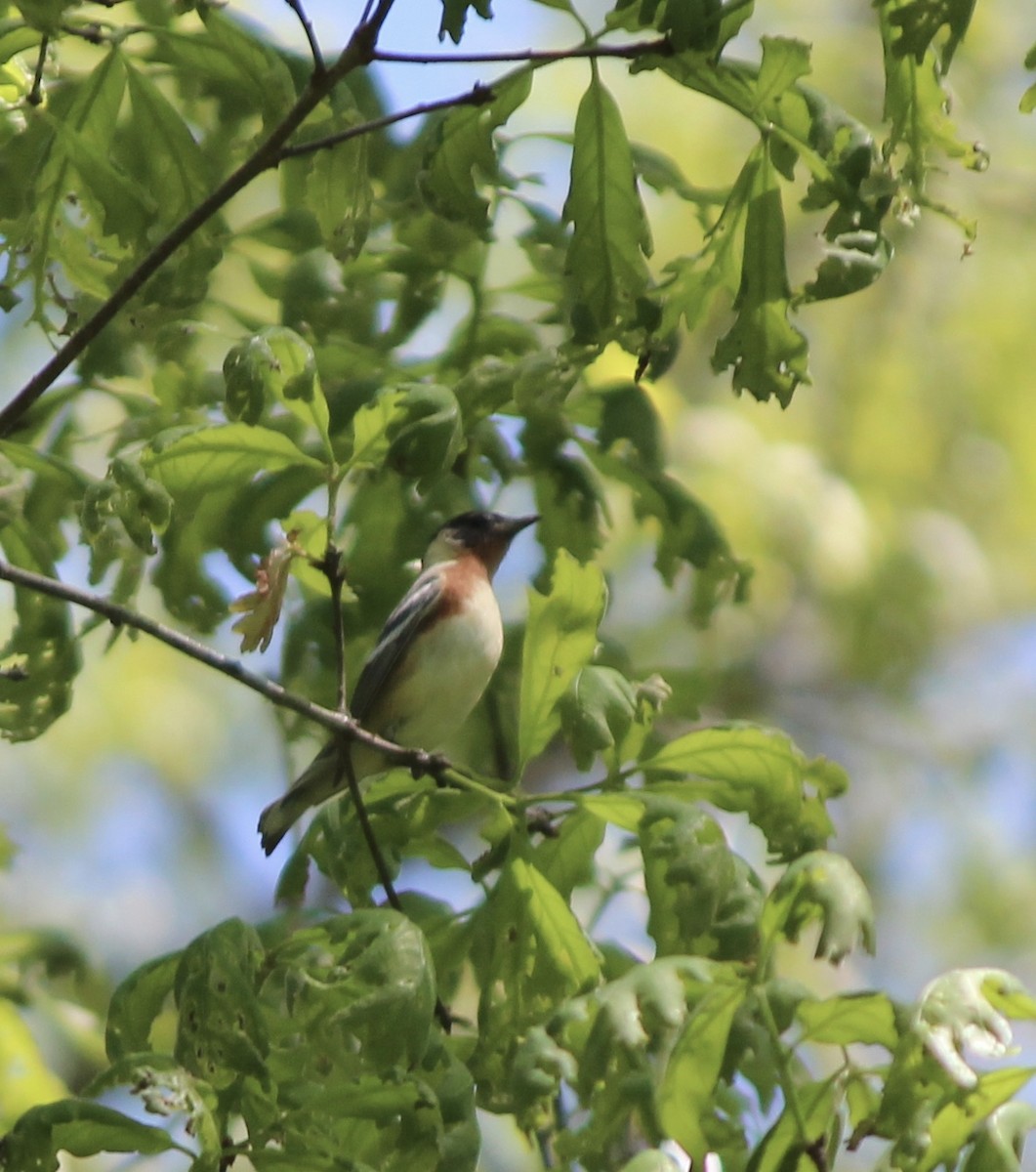 Bay-breasted Warbler - Adam Woodis
