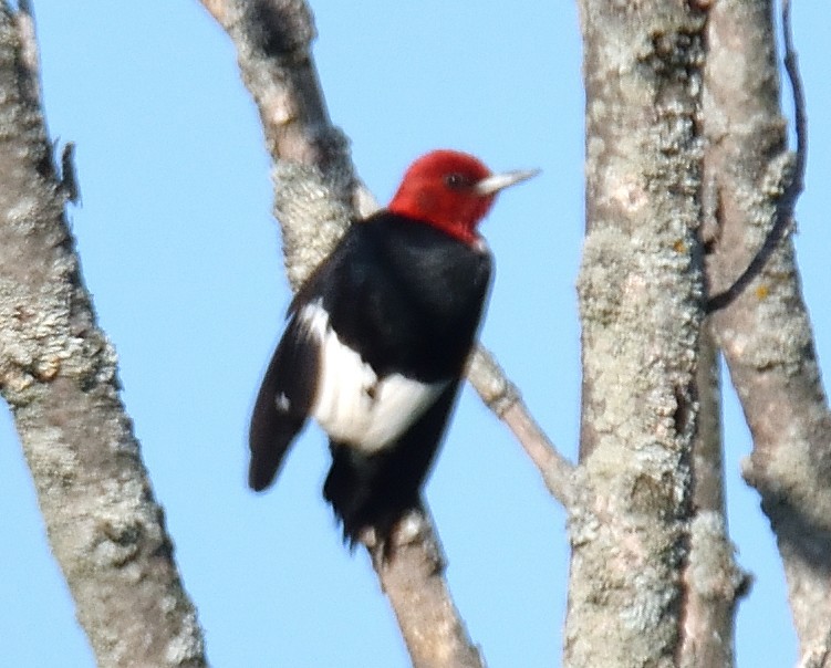 Red-headed Woodpecker - ML577626131