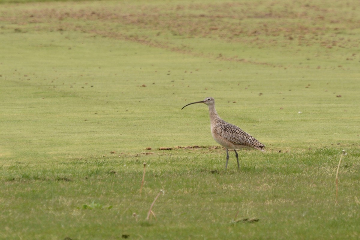 Long-billed Curlew - ML57762631