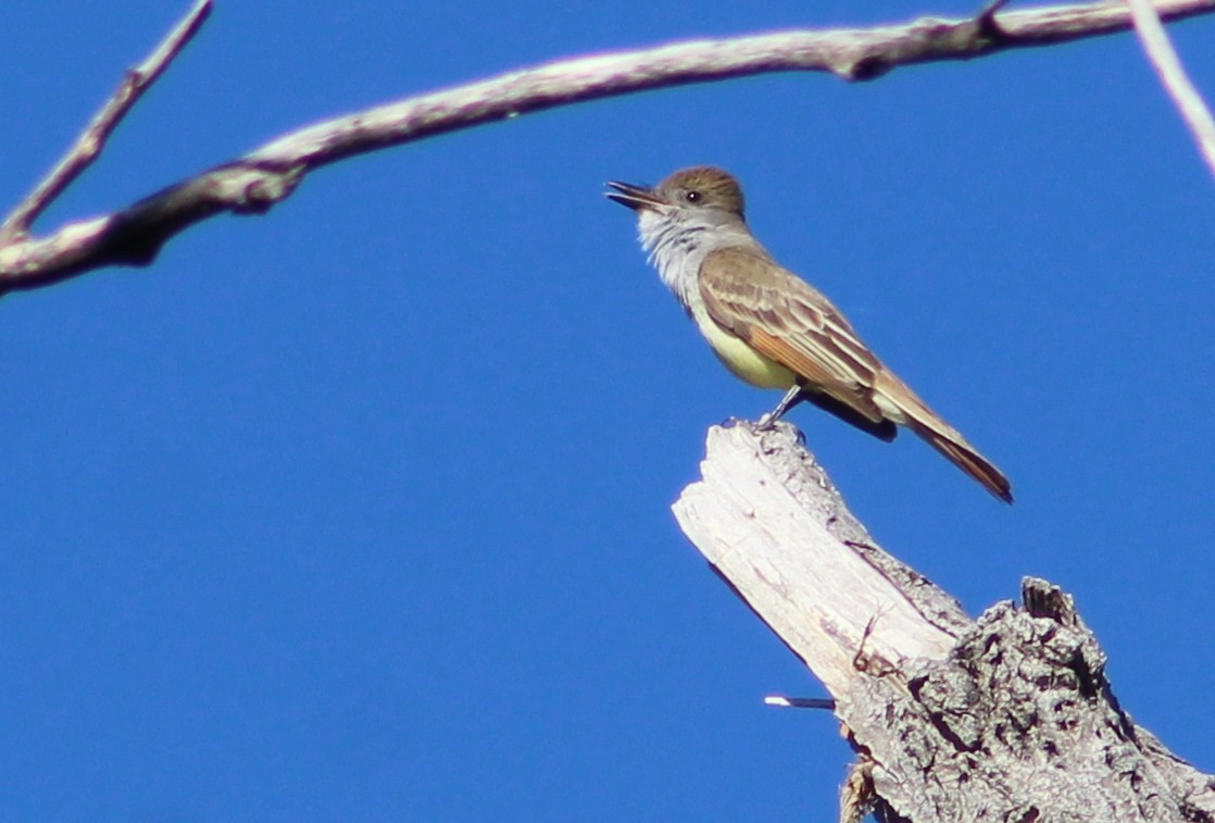 Brown-crested Flycatcher (Arizona) - ML577626831