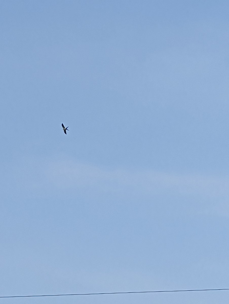 Swallow-tailed Kite - ML577627641